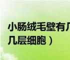 小腸絨毛壁有幾層細(xì)胞的厚度（小腸絨毛壁有幾層細(xì)胞）