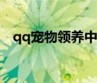 qq寵物領(lǐng)養(yǎng)中心在哪（qq寵物領(lǐng)養(yǎng)中心）
