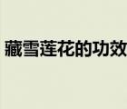 藏雪蓮花的功效與作用（雪蓮花有什么功效）