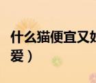 什么貓便宜又好養(yǎng)又可愛（什么狗最便宜又可愛）