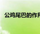 公雞尾巴的作用和特點（公雞尾巴的作用）