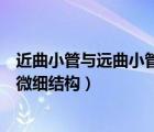 近曲小管與遠曲小管結構的異同（比較近曲小管和遠曲小管微細結構）