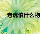 老虎怕什么物品或者東西（老虎怕什么）