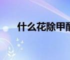 什么花除甲醛效果好（怎么除甲醛嗎）