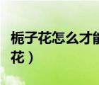 梔子花怎么才能多開(kāi)花（梔子花怎么養(yǎng)才能開(kāi)花）