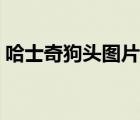 哈士奇狗頭圖片卡通（哈士奇卡通情侶頭像）