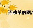 還魂草的圖片（還魂草的功效與作用）