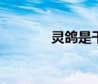 靈鴿是干嘛的（靈鴿是什么）
