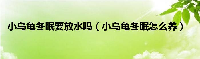 小烏龜冬眠要放水嗎（小烏龜冬眠怎么養(yǎng)）