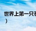 世界上第一只蒼蠅是怎么來的（蒼蠅怎么來的）