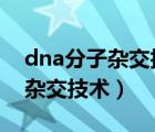 dna分子雜交技術(shù)探針（什么叫做DNA分子雜交技術(shù)）