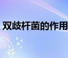 雙歧桿菌的作用研究論文（雙歧桿菌的作用）
