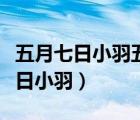 五月七日小羽五為什么和百目鬼結(jié)婚（五月七日小羽）