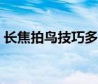 長(zhǎng)焦拍鳥(niǎo)技巧多少光圈適合（長(zhǎng)焦拍鳥(niǎo)技巧）