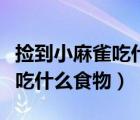 撿到小麻雀吃什么食物可以養(yǎng)活（撿到小麻雀吃什么食物）