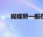 蝴蝶卵一般在什么地方出現(xiàn)（蝴蝶卵）