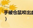 手被倉鼠咬出血有事嗎（倉鼠咬了要打疫苗嗎）