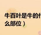 牛百葉是牛的什么部位圖片（牛百葉是牛的什么部位）