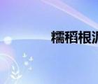 糯稻根泥鰍湯功效（糯稻根）