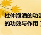 杜仲泡酒的功效與作用及食用方法（杜仲泡酒的功效與作用）