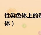 性染色體上的基因都與性別決定有關(guān)（性染色體）