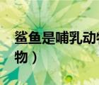 鯊魚是哺乳動物嗎?怎么喂奶（鯊魚是哺乳動物）
