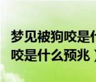 夢見被狗咬是什么預(yù)兆而且很嚴重（夢見被狗咬是什么預(yù)兆）