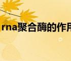 rna聚合酶的作用部位（rna聚合酶結(jié)合位點(diǎn)）