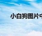 小白狗圖片中華田園犬（小白狗圖片）