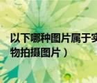 以下哪種圖片屬于實(shí)物拍攝圖片類型（以下哪種圖片屬于實(shí)物拍攝圖片）