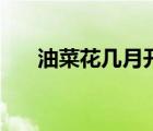 油菜花幾月開得最好（油菜花幾月開）