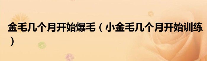 金毛幾個(gè)月開(kāi)始爆毛（小金毛幾個(gè)月開(kāi)始訓(xùn)練）