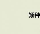 矮種馬價(jià)格（矮種馬）