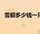 雪貂多少錢一只在哪買（雪貂多少錢一只）