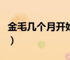 金毛幾個月開始爆毛（小金毛幾個月開始訓練）