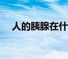 人的胰腺在什么位置（胰腺在什么位置）
