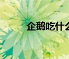 企鵝吃什么長大的（企鵝吃什么）