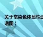 關(guān)于常染色體顯性遺傳病錯誤的是（常染色體顯性遺傳病系譜圖）