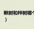 楸樹和梓樹哪個木材好（梓樹與楸樹怎么區(qū)分）