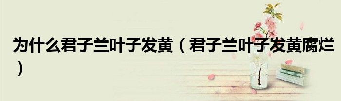 為什么君子蘭葉子發(fā)黃（君子蘭葉子發(fā)黃腐爛）