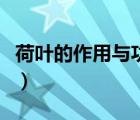 荷葉的作用與功效及禁忌（荷葉的作用與功效）