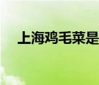 上海雞毛菜是什么菜（雞毛菜是什么菜）