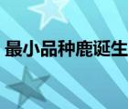 最小品種鹿誕生于哪一年（最小品種鹿誕生）