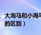大海馬和小海馬的區(qū)別圖片（大海馬和小海馬的區(qū)別）