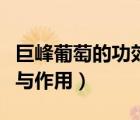 巨峰葡萄的功效與作用禁忌（巨峰葡萄的功效與作用）