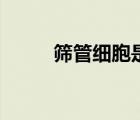 篩管細胞是活細胞嗎（篩管細胞）