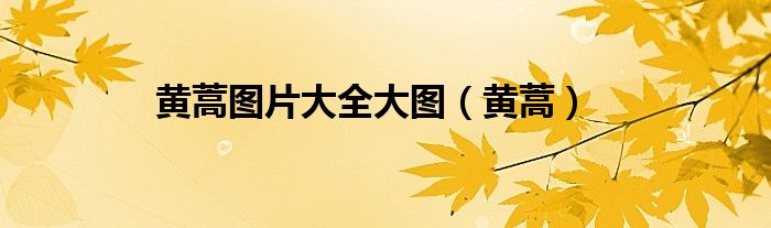 黃蒿圖片大全大圖（黃蒿）