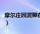 摩爾莊園泥鰍在哪里釣（摩爾莊園泥鰍怎么釣）