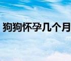 狗狗懷孕幾個(gè)月生寶寶（懷孕幾個(gè)月生寶寶）