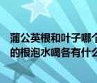蒲公英根和葉子哪個泡水好喝一點(diǎn)（蒲公英的葉子和蒲公英的根泡水喝各有什么功效）